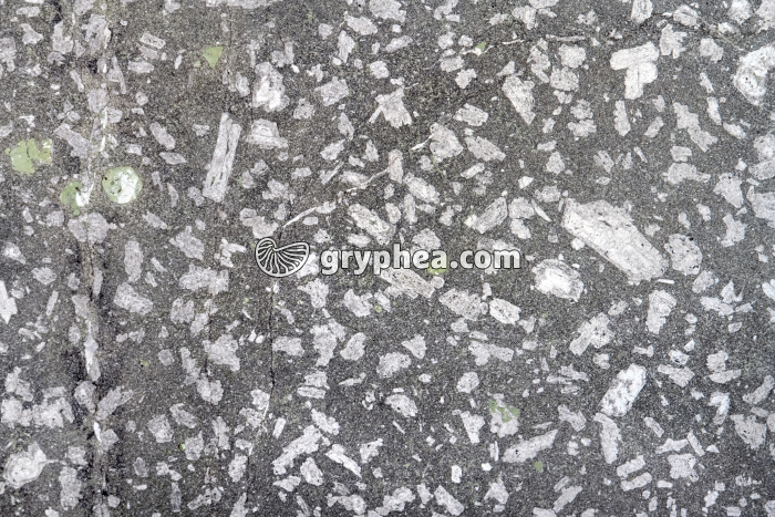 Trachyte - Trachyandésite LPNA x1,6 - gryphea.com